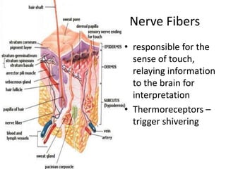 Nerve Fibers
• responsible for the
  sense of touch,
  relaying information
  to the brain for
  interpretation
• Thermoreceptors –
  trigger shivering
 