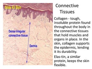 Connective
     Tissues
• Collagen - tough,
  insoluble protein found
  throughout the body in
  the connective tissues
  that hold muscles and
  organs in place. In the
  skin, collagen supports
  the epidermis, lending
  it its durability.
• Elas-tin, a similar
  protein, keeps the skin
  flexible.
 