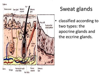 Sweat glands
• classified according to
  two types: the
  apocrine glands and
  the eccrine glands.
 