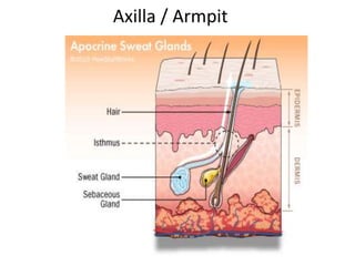 Axilla / Armpit
 