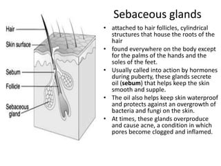 Sebaceous glands
• attached to hair follicles, cylindrical
  structures that house the roots of the
  hair
• found everywhere on the body except
  for the palms of the hands and the
  soles of the feet.
• Usually called into action by hormones
  during puberty, these glands secrete
  oil (sebum) that helps keep the skin
  smooth and supple.
• The oil also helps keep skin waterproof
  and protects against an overgrowth of
  bacteria and fungi on the skin.
• At times, these glands overproduce
  and cause acne, a condition in which
  pores become clogged and inflamed.
 