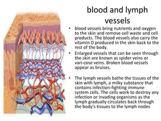 blood and lymph
             vessels
• blood vessels bring nutrients and oxygen
  to the skin and remove cell waste and cell
  products. The blood vessels also carry the
  vitamin D produced in the skin back to the
  rest of the body.
• Enlarged vessels that can be seen through
  the skin are known as spider veins or
  vari-cose veins. Broken blood vessels
  appear as bruises.

• The lymph vessels bathe the tissues of the
  skin with lymph, a milky substance that
  contains infection-fighting immune
  system cells. The cells work to destroy any
  infection or invading organisms as the
  lymph gradually circulates back through
  the body’s tissues to the lymph nodes
 