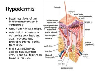 Hypodermis
• Lowermost layer of the
  integumentary system in
  vertebrates.
• Used mainly for fat storage.
• Acts both as an insu-lator,
  conserving body heat, and
  as a shock absorber,
  protecting internal organs
  from injury.
• blood vessels, nerves,
  adipose tissues, lymph
  vessels, and hair follicles are
  found in this layer.
 