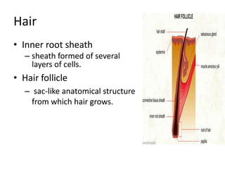 Hair
• Inner root sheath
   – sheath formed of several
     layers of cells.
• Hair follicle
   – sac-like anatomical structure
     from which hair grows.
 