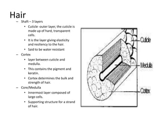 Hair
 – Shaft – 3 layers
     • Cuticle -outer layer, the cuticle is
        made up of hard, transparent
        cells.
     • It is the layer giving elasticity
        and resiliency to the hair.
     • Said to be water resistant
 – Cortex
     • layer between cuticle and
        medulla.
     • This contains the pigment and
        keratin.
     • Cortex determines the bulk and
        strength of hair.
 – Core/Medulla
     • Innermost layer composed of
        large cells.
     • Supporting structure for a strand
        of hair.
 