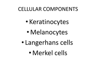 CELLULAR COMPONENTS

   • Keratinocytes
    • Melanocytes
 • Langerhans cells
     • Merkel cells
 