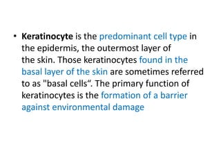 • Keratinocyte is the predominant cell type in
  the epidermis, the outermost layer of
  the skin. Those keratinocytes found in the
  basal layer of the skin are sometimes referred
  to as "basal cells“. The primary function of
  keratinocytes is the formation of a barrier
  against environmental damage
 