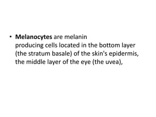 • Melanocytes are melanin
  producing cells located in the bottom layer
  (the stratum basale) of the skin's epidermis,
  the middle layer of the eye (the uvea),
 
