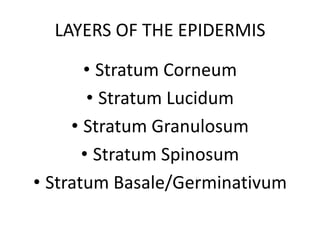 LAYERS OF THE EPIDERMIS

       • Stratum Corneum
        • Stratum Lucidum
     • Stratum Granulosum
       • Stratum Spinosum
• Stratum Basale/Germinativum
 