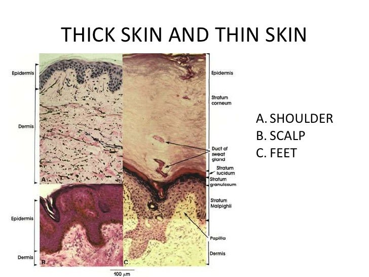 layers of skin