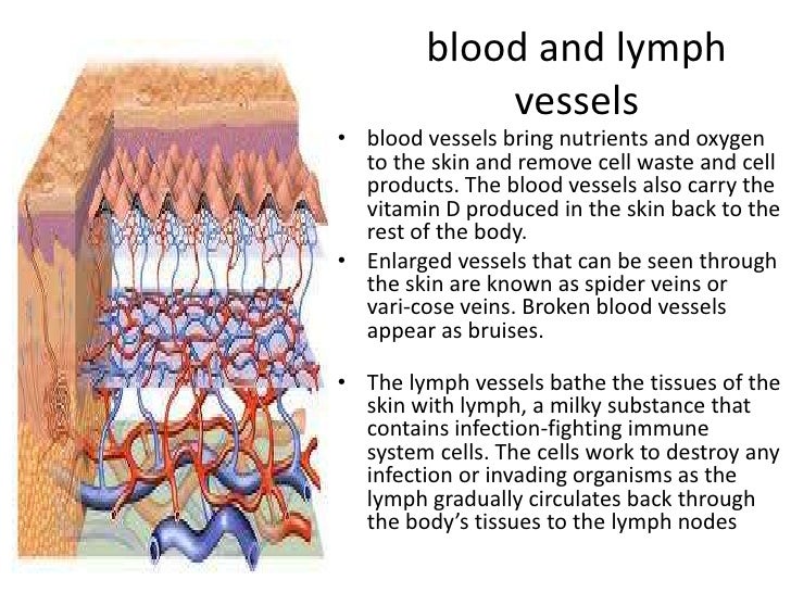 Layers of skin