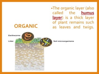 Layers of soil | PPTX