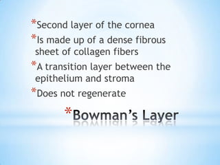 *Second layer of the cornea
*Is made up of a dense fibrous
sheet of collagen fibers
*A transition layer between the
epithelium and stroma
*Does not regenerate
       *
 