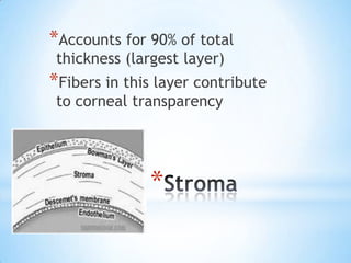 *Accounts for 90% of total
 thickness (largest layer)
*Fibers in this layer contribute
 to corneal transparency




              *
 