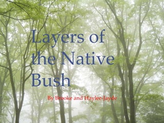 Layers of the
Native Bush
By Brooke and Haylee –Jayde
Layers of
the Native
Bush
By Brooke and Haylee-Jayde
 