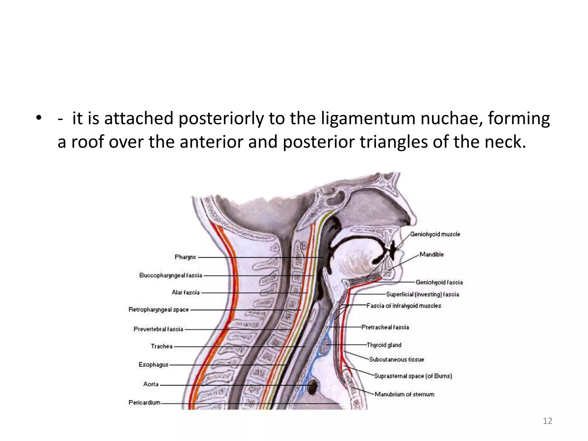 • - it is attached posteriorly to the ligamentum nuchae, forming
  a roof over the anterior and posterior triangles of the neck.




                                                               12
 