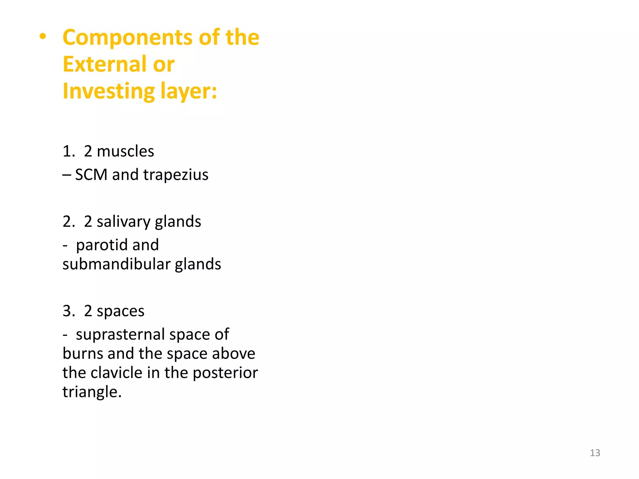 • Components of the
  External or
  Investing layer:

  1. 2 muscles
  – SCM and trapezius

  2. 2 salivary glands
  - parotid and
  submandibular glands

  3. 2 spaces
  - suprasternal space of
  burns and the space above
  the clavicle in the posterior
  triangle.


                                  13
 