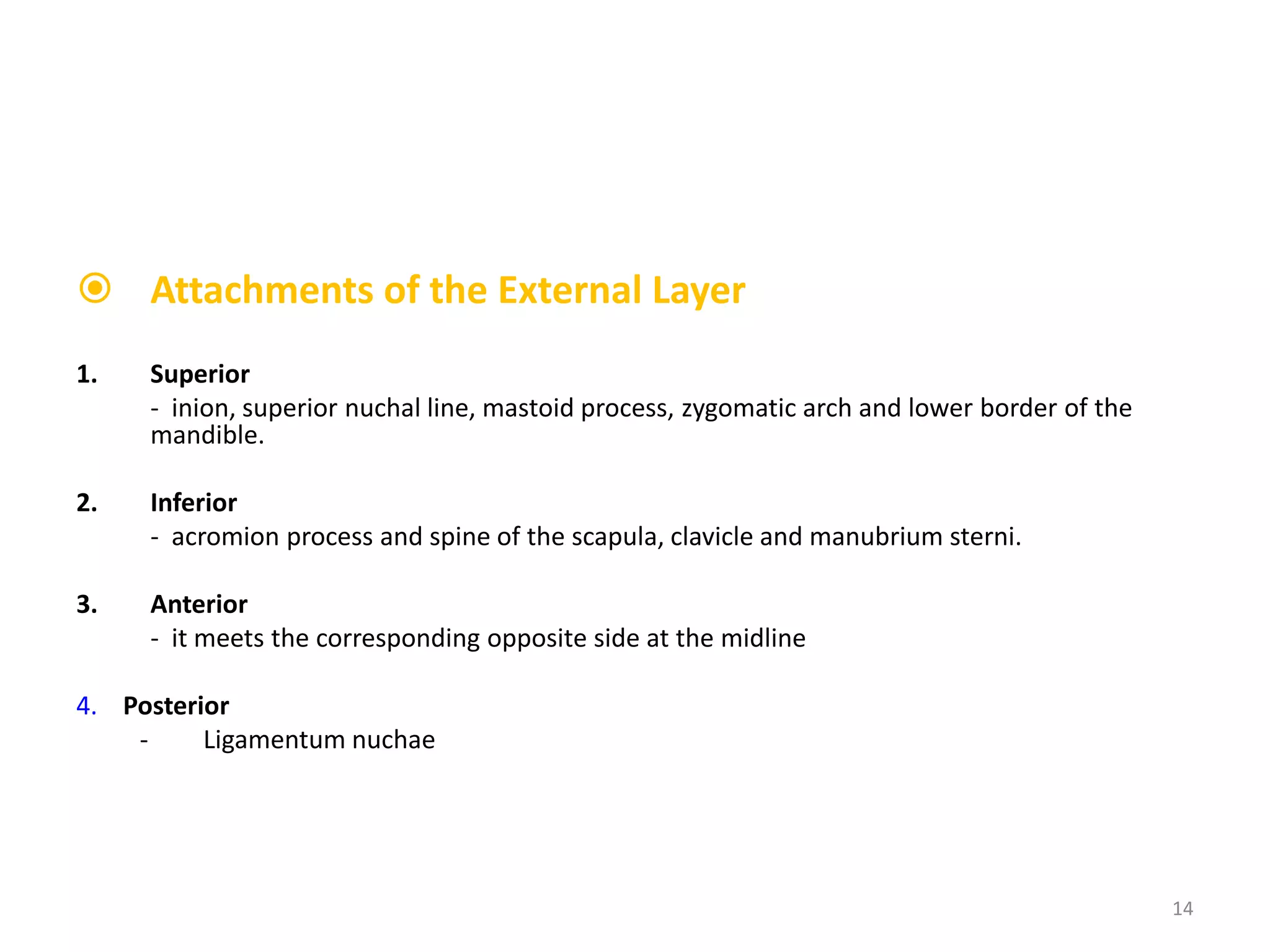  Attachments of the External Layer
1.   Superior
     - inion, superior nuchal line, mastoid process, zygomatic arch and lower border of the
     mandible.

2.   Inferior
     - acromion process and spine of the scapula, clavicle and manubrium sterni.

3.   Anterior
     - it meets the corresponding opposite side at the midline

4. Posterior
    -     Ligamentum nuchae




                                                                                              14
 