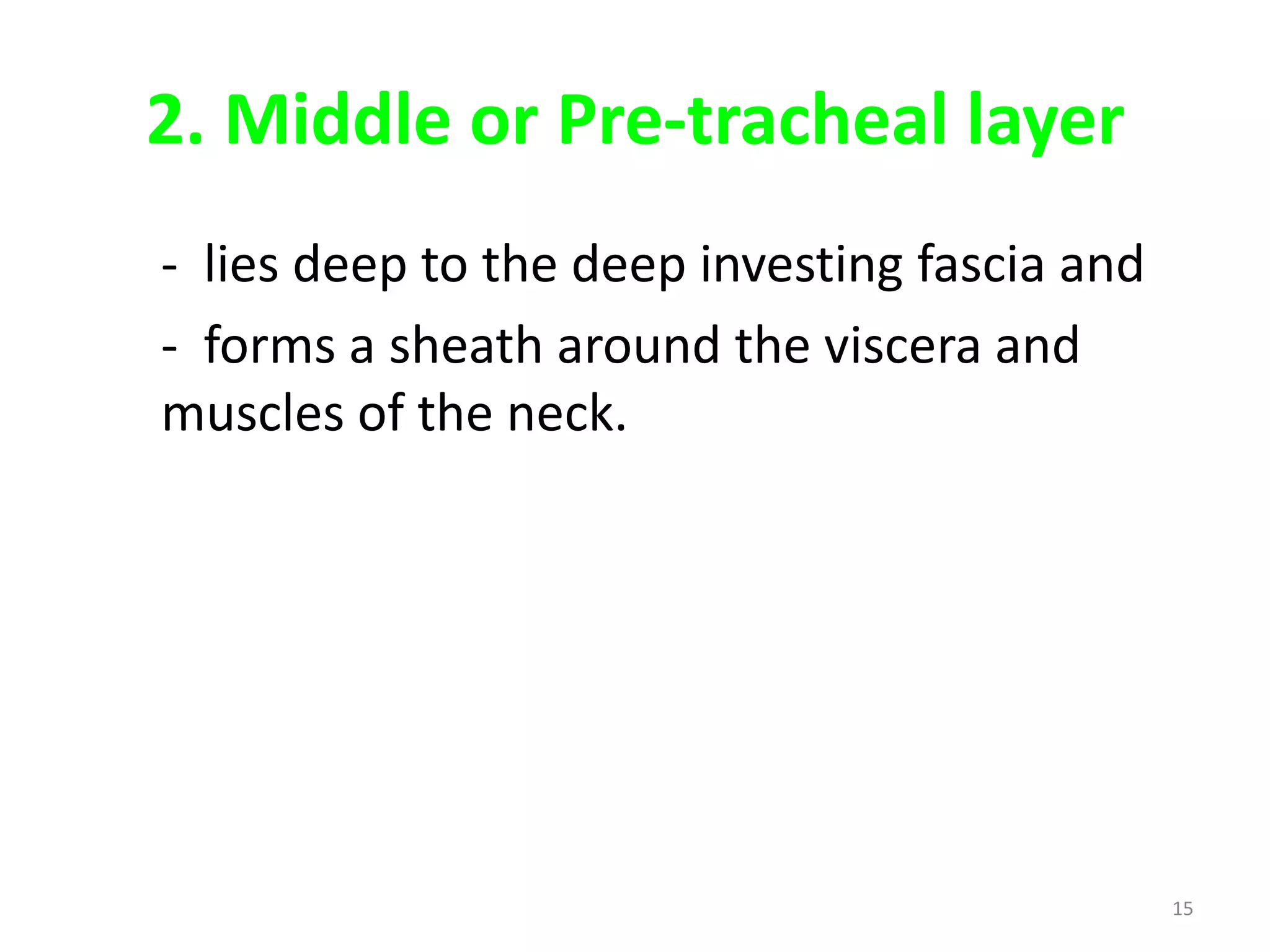 2. Middle or Pre-tracheal layer
- lies deep to the deep investing fascia and
- forms a sheath around the viscera and
muscles of the neck.




                                               15
 