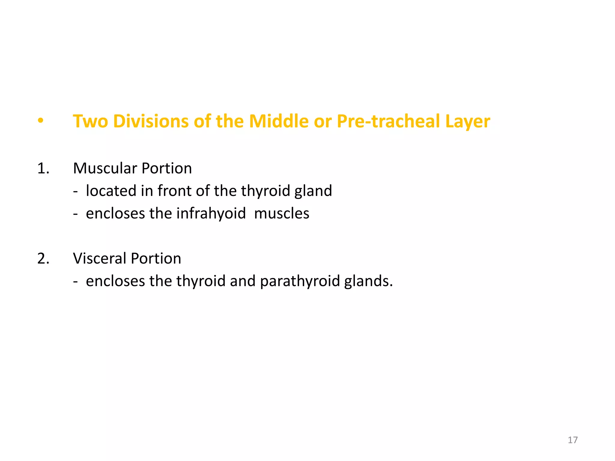 •    Two Divisions of the Middle or Pre-tracheal Layer

1.   Muscular Portion
     - located in front of the thyroid gland
     - encloses the infrahyoid muscles

2.   Visceral Portion
     - encloses the thyroid and parathyroid glands.




                                                         17
 