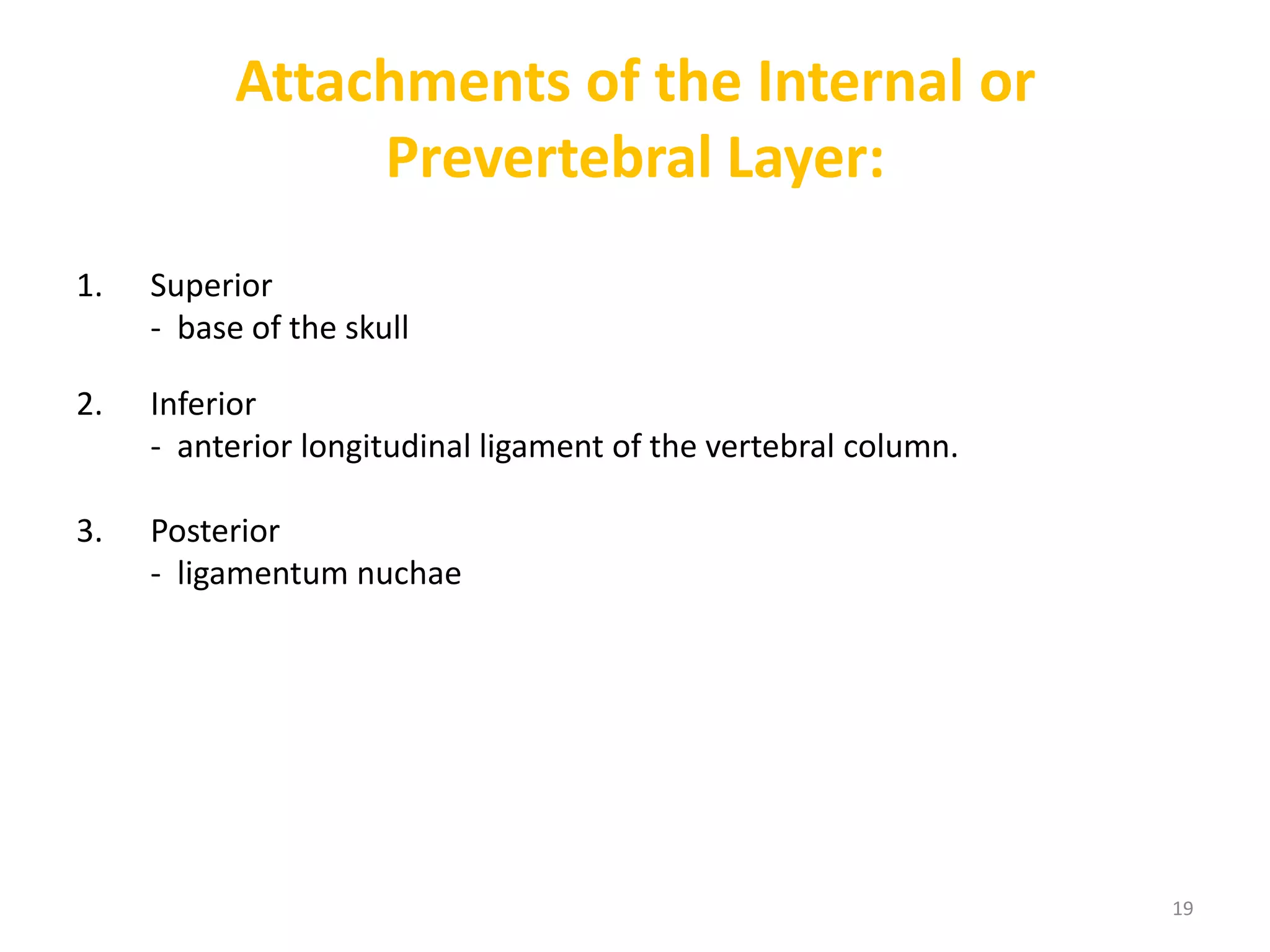Attachments of the Internal or
                Prevertebral Layer:
1.   Superior
     - base of the skull

2.   Inferior
     - anterior longitudinal ligament of the vertebral column.

3.   Posterior
     - ligamentum nuchae




                                                                 19
 