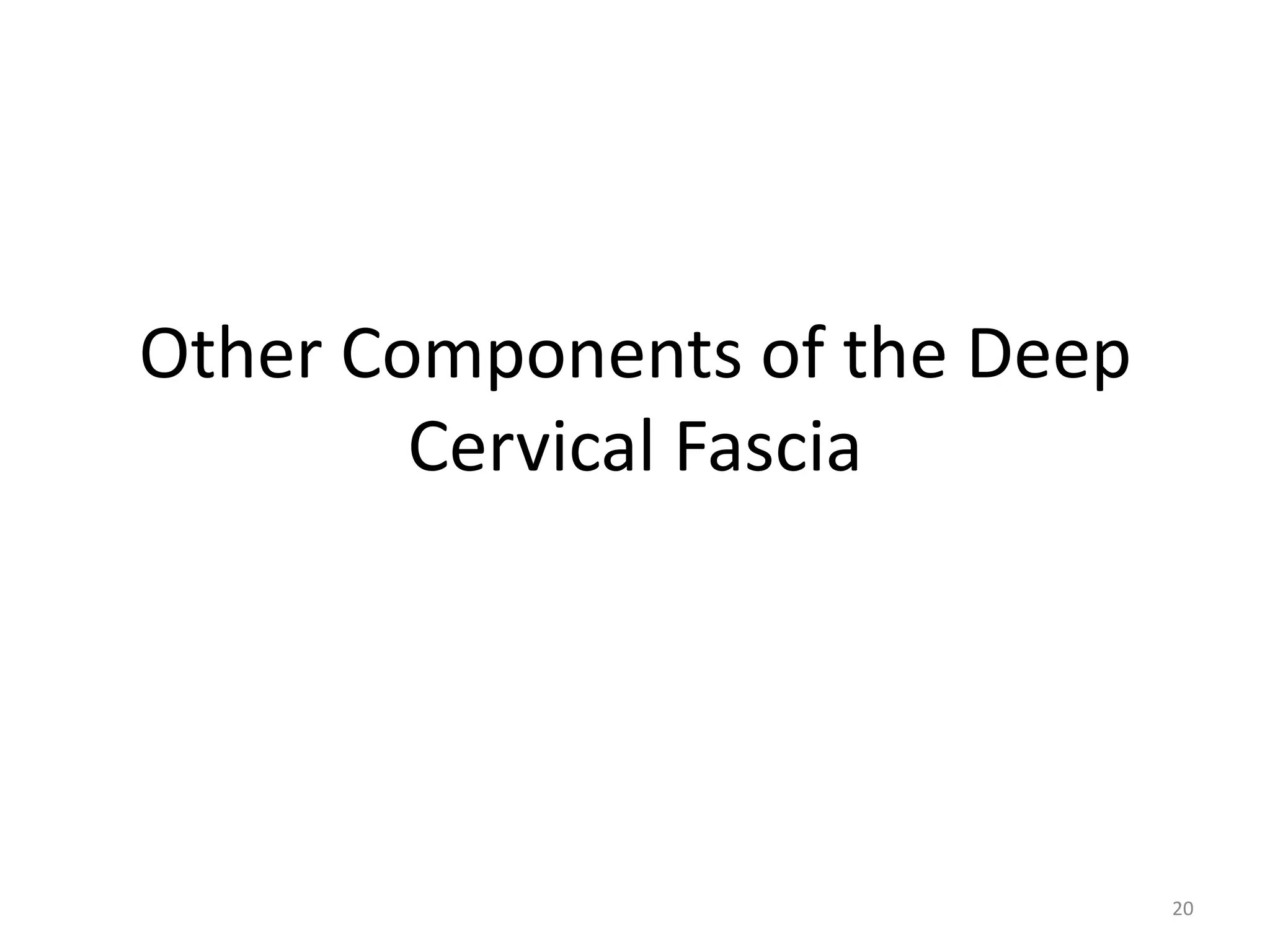 Other Components of the Deep
        Cervical Fascia




                               20
 