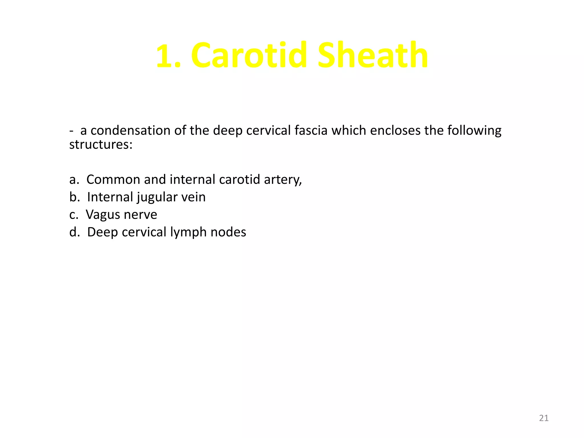 1. Carotid Sheath
- a condensation of the deep cervical fascia which encloses the following
structures:

a.   Common and internal carotid artery,
b.   Internal jugular vein
c.   Vagus nerve
d.   Deep cervical lymph nodes




                                                                            21
 