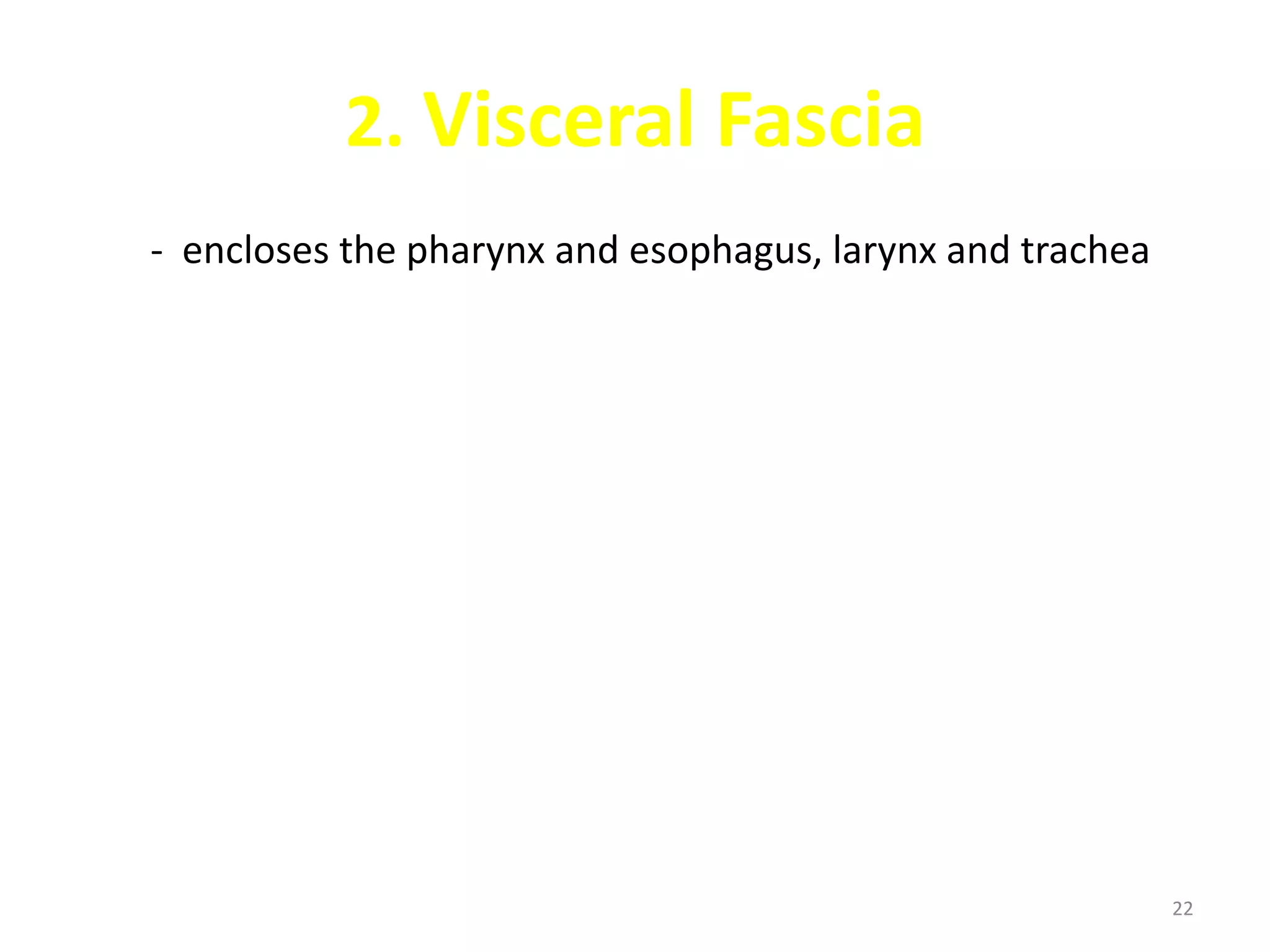 2. Visceral Fascia
- encloses the pharynx and esophagus, larynx and trachea




                                                           22
 