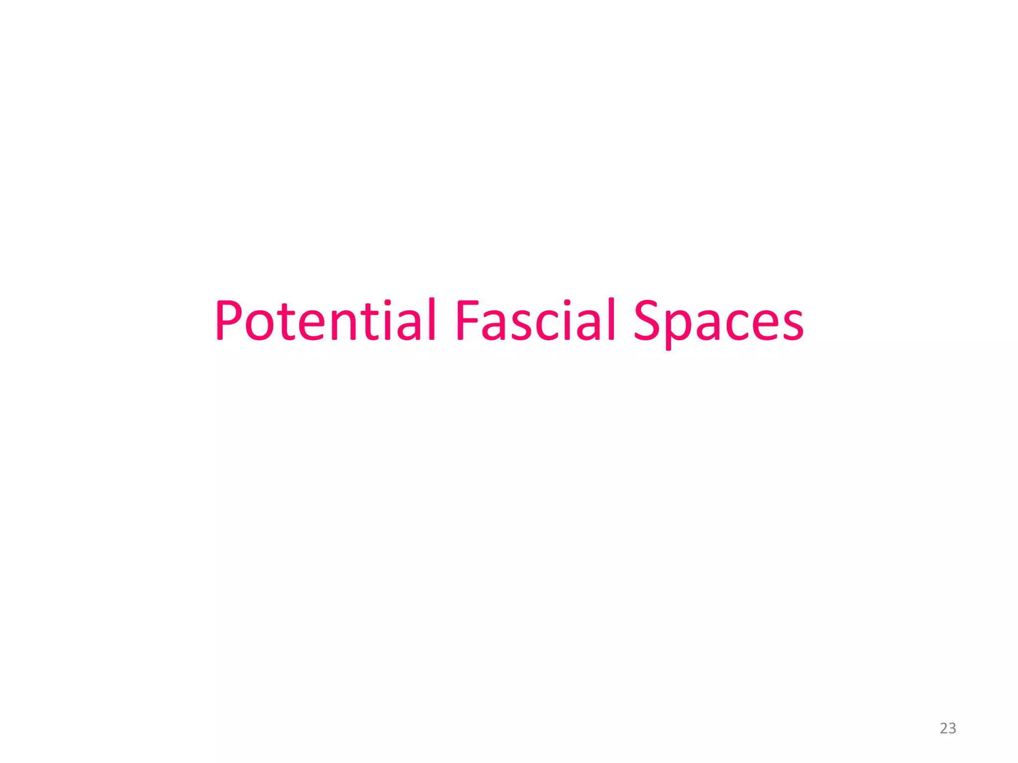 Potential Fascial Spaces




                           23
 
