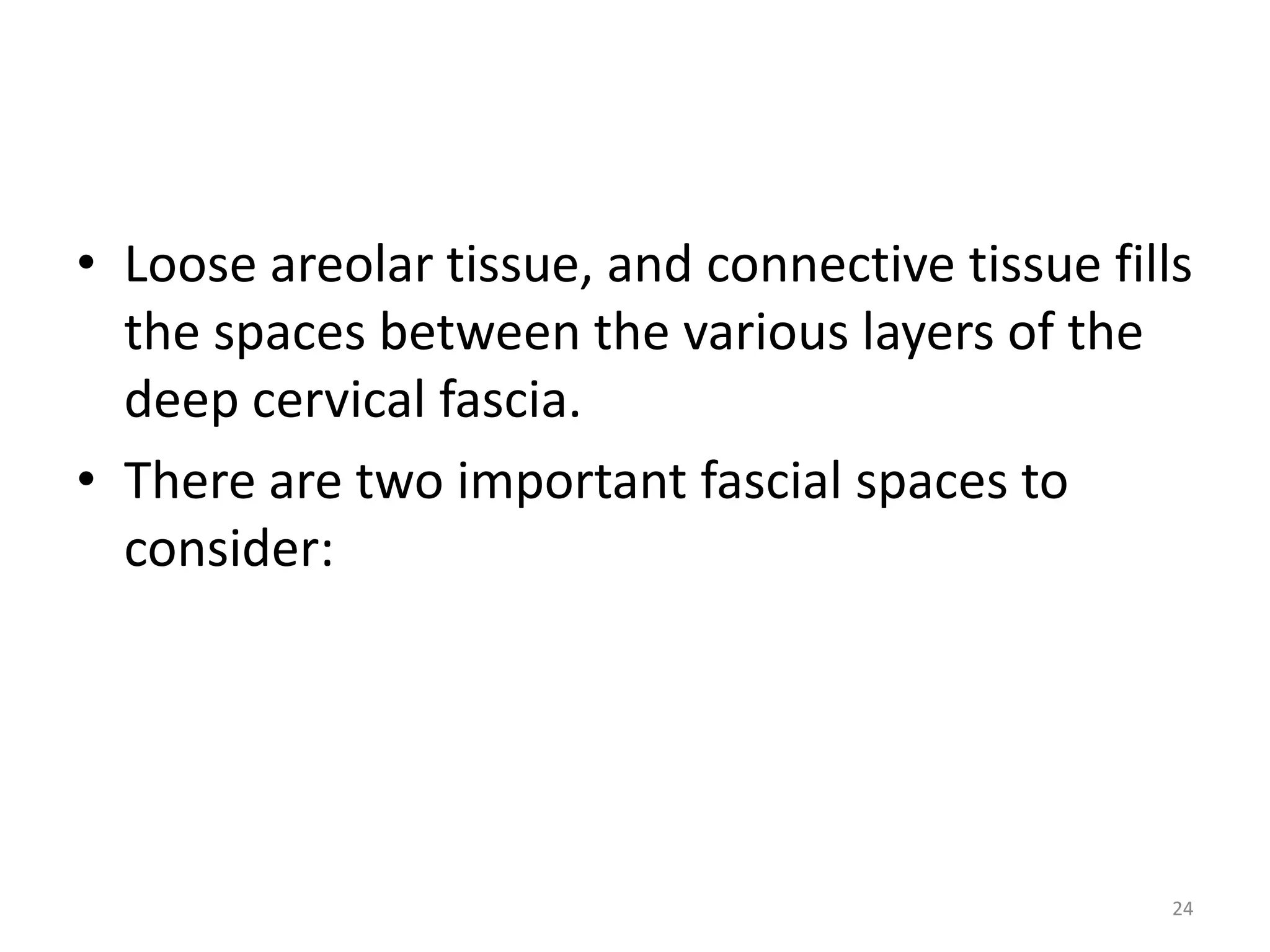• Loose areolar tissue, and connective tissue fills
  the spaces between the various layers of the
  deep cervical fascia.
• There are two important fascial spaces to
  consider:




                                                  24
 