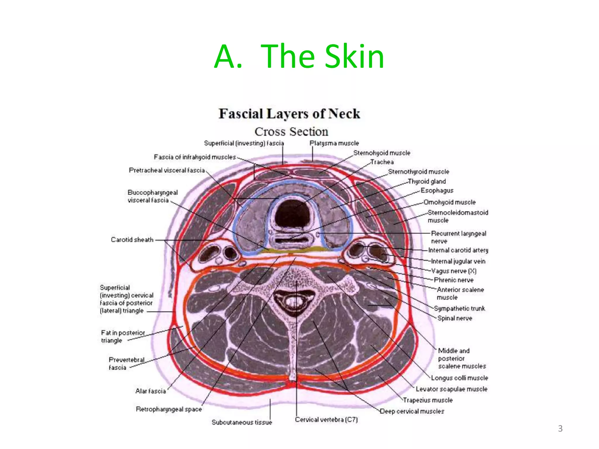 A. The Skin




              3
 