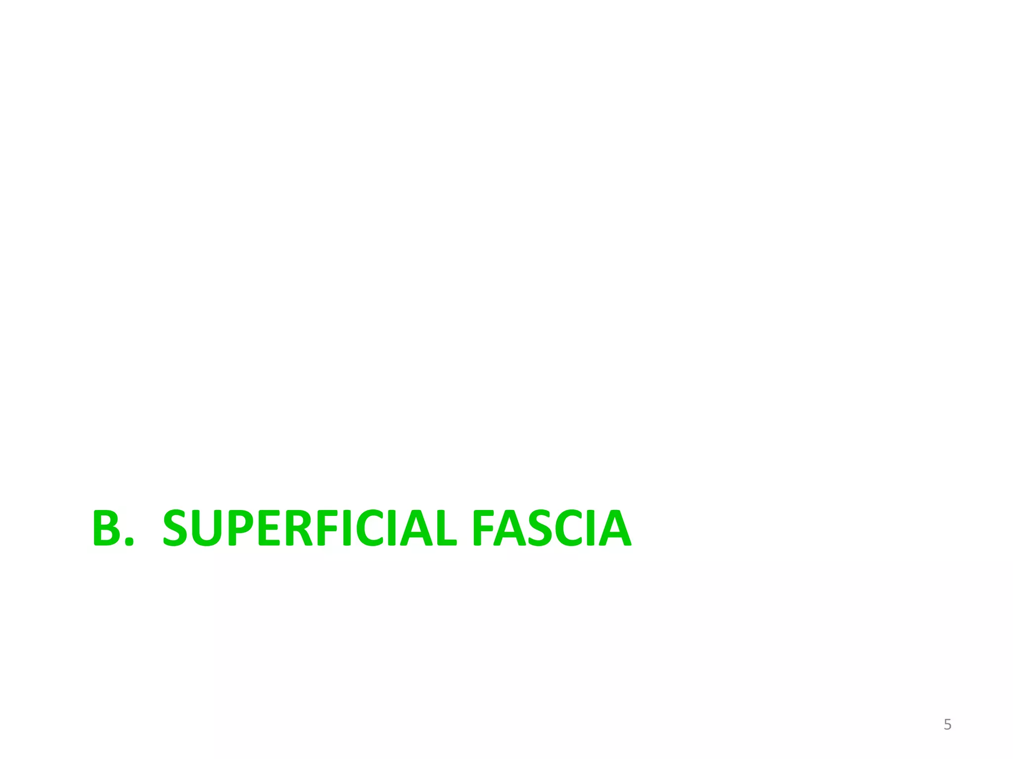 B. SUPERFICIAL FASCIA


                        5
 
