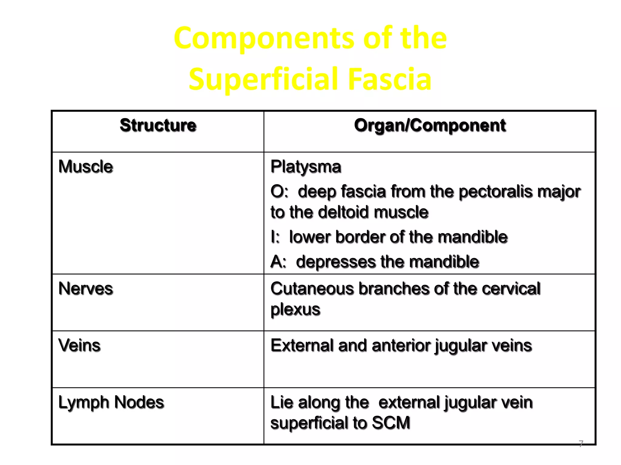 Components of the
                Superficial Fascia
         Structure              Organ/Component

Muscle               Platysma
                     O: deep fascia from the pectoralis major
                     to the deltoid muscle
                     I: lower border of the mandible
                     A: depresses the mandible
Nerves               Cutaneous branches of the cervical
                     plexus

Veins                External and anterior jugular veins


Lymph Nodes          Lie along the external jugular vein
                     superficial to SCM
                                                            7
 