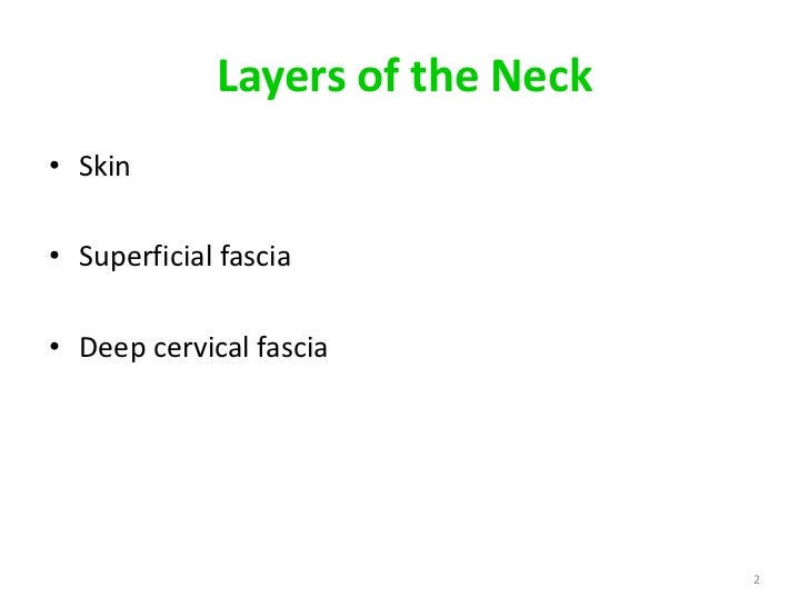 Layers of the neck