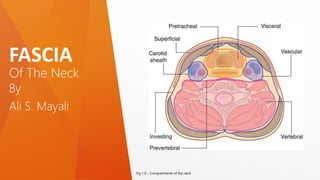 Of The Neck
FASCIA
By
Ali S. Mayali
Fig 1.0 – Compartments of the neck
 