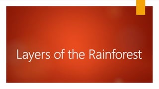 Layers of the Rainforest | PPTX