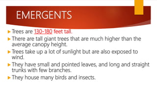 EMERGENTS
 Trees are 130-180 feet tall.
 There are tall giant trees that are much higher than the
average canopy height.
 Trees take up a lot of sunlight but are also exposed to
wind.
 They have small and pointed leaves, and long and straight
trunks with few branches.
 They house many birds and insects.
 
