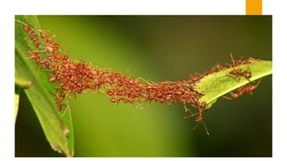Layers of the Rainforest