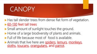 Layers of the Rainforest | PPT