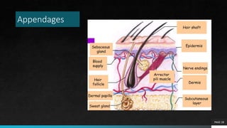 Layers of the skin and their functions.pptx