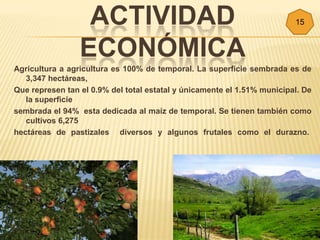 ACTIVIDAD                                              15


                 ECONÓMICA
Agricultura a agricultura es 100% de temporal. La superficie sembrada es de
   3,347 hectáreas,
Que represen tan el 0.9% del total estatal y únicamente el 1.51% municipal. De
   la superficie
sembrada el 94% esta dedicada al maíz de temporal. Se tienen también como
   cultivos 6,275
hectáreas de pastizales diversos y algunos frutales como el durazno.
 