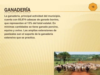 16
GANADERÍA
La ganadería, principal actividad del municipio,
cuenta con 85,874 cabezas de ganado bovino,
que representan el 13% del total estatal. En
mínimas cantidades se tiene ganado porcino,
equino y ovino. Las amplias extensiones de
pastizales son el soporte de la ganadería
extensiva que se practica.
 
