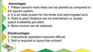 Square Method In Planting Trees Comprehensive Guide to Orchard Layout and Planting Systems | PPTX