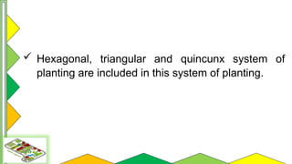 Quincunx System.drawing Comprehensive Guide to Orchard Layout and Planting Systems | PPTX