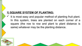 Square Method In Planting Trees Comprehensive Guide to Orchard Layout and Planting Systems | PPTX