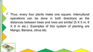Comprehensive Guide to Orchard Layout and Planting Systems | PPTX