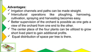 Comprehensive Guide to Orchard Layout and Planting Systems | PPTX