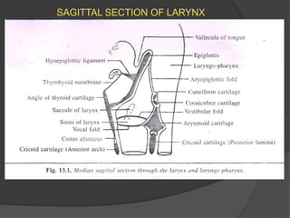 SAGITTAL SECTION OF LARYNX
 