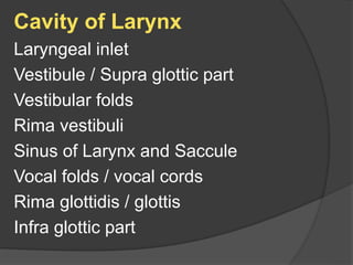 Cavity of Larynx
Laryngeal inlet
Vestibule / Supra glottic part
Vestibular folds
Rima vestibuli
Sinus of Larynx and Saccule
Vocal folds / vocal cords
Rima glottidis / glottis
Infra glottic part
 