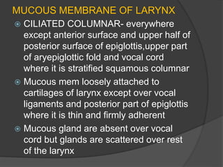 MUCOUS MEMBRANE OF LARYNX
 CILIATED COLUMNAR- everywhere
except anterior surface and upper half of
posterior surface of epiglottis,upper part
of aryepiglottic fold and vocal cord
where it is stratified squamous columnar
 Mucous mem loosely attached to
cartilages of larynx except over vocal
ligaments and posterior part of epiglottis
where it is thin and firmly adherent
 Mucous gland are absent over vocal
cord but glands are scattered over rest
of the larynx
 